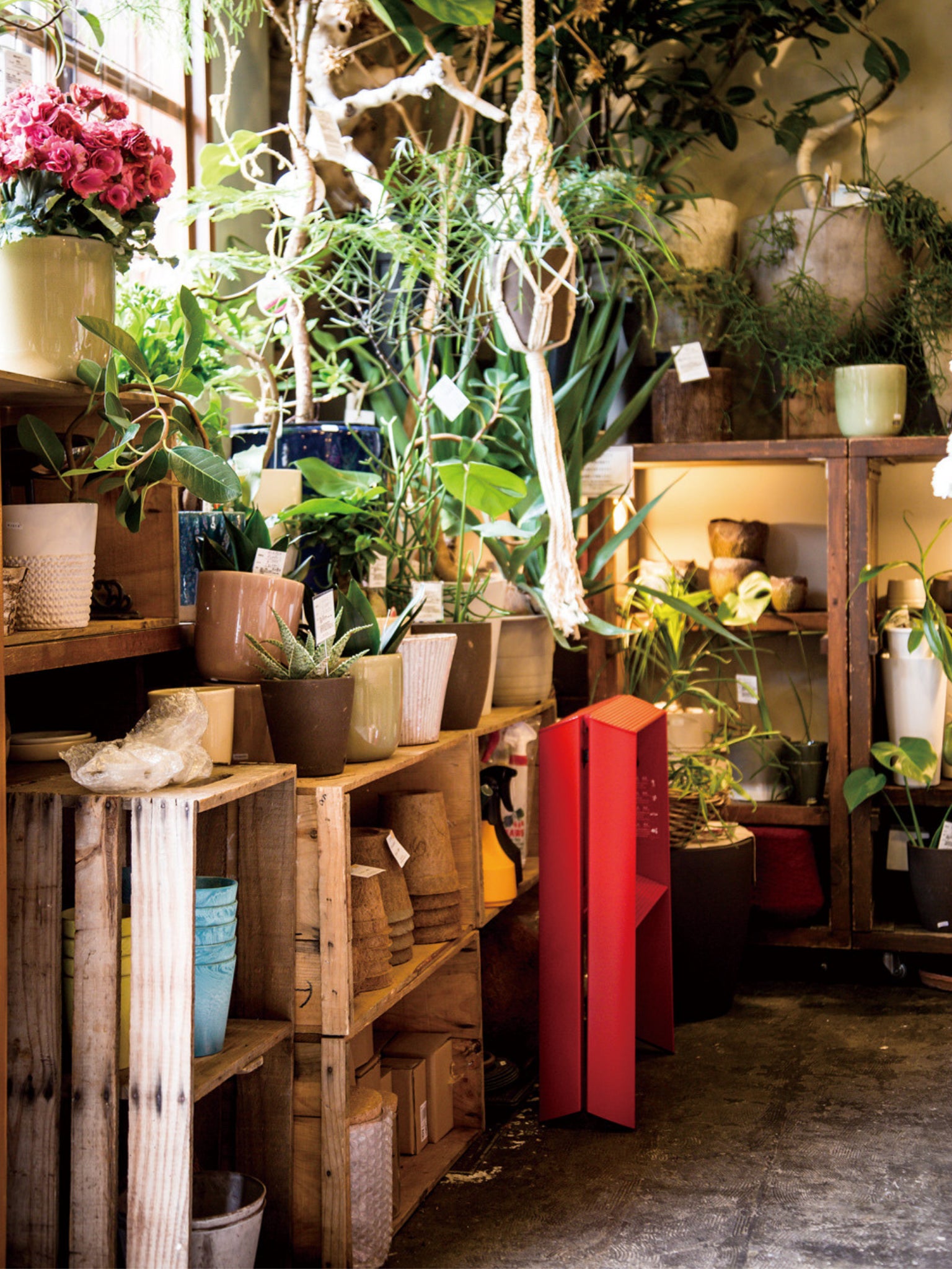 een grote hulp van deze 2 step ladder in het rood in een bloemenwinkel